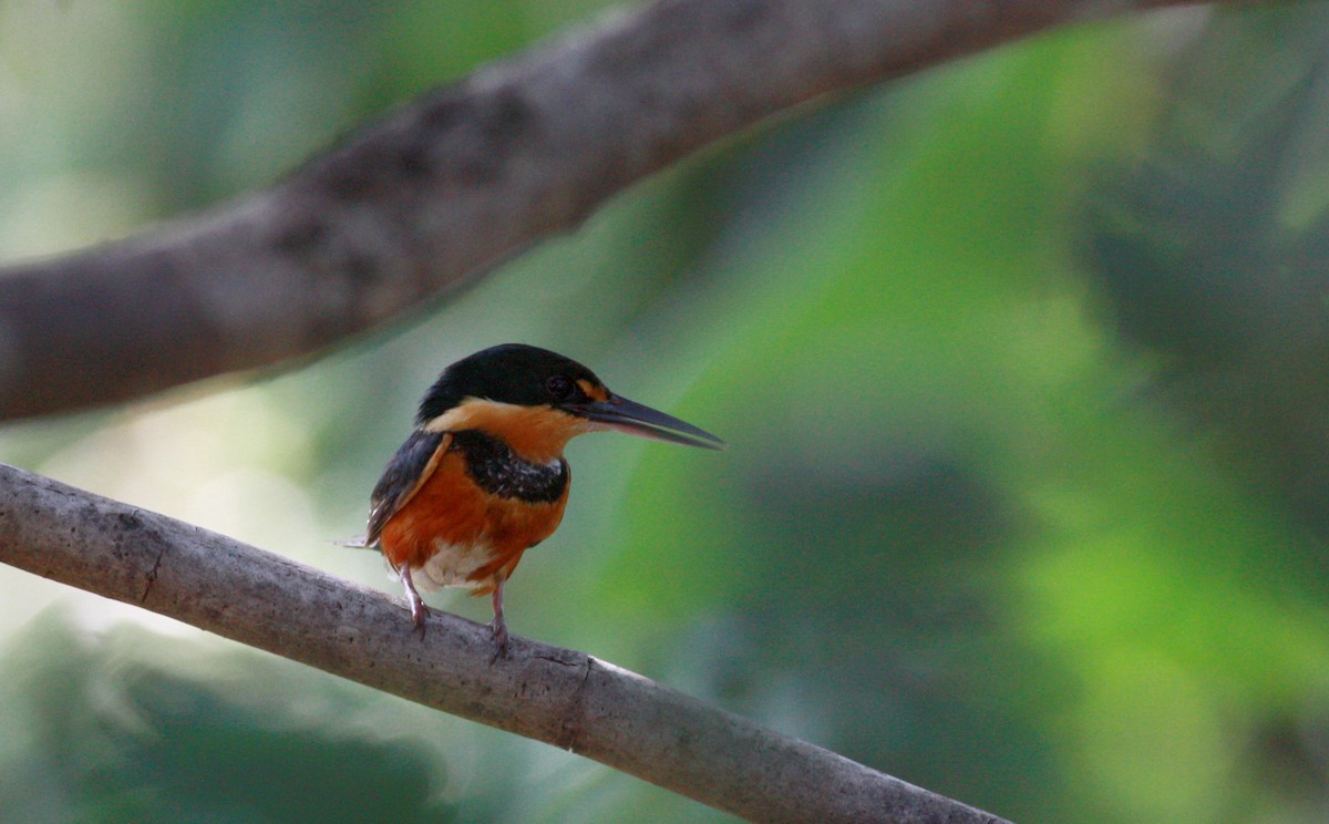 American Pygmy Kingfisher - Jay McGowan