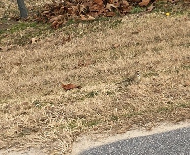 Lark Sparrow - ML301053911