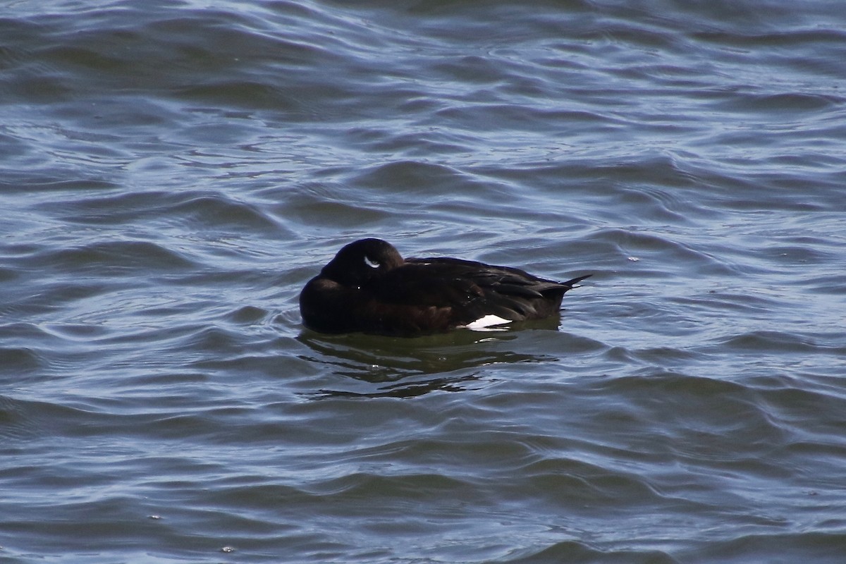White-winged Scoter - ML301056361