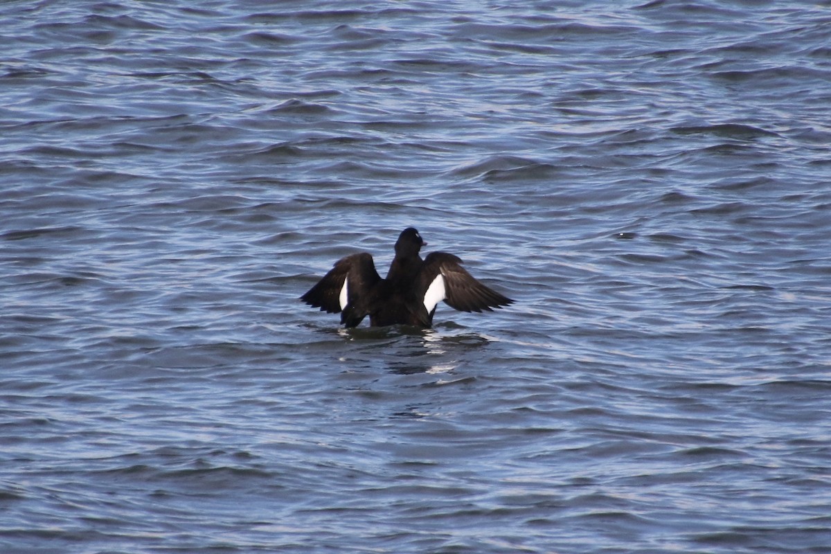 White-winged Scoter - ML301056391
