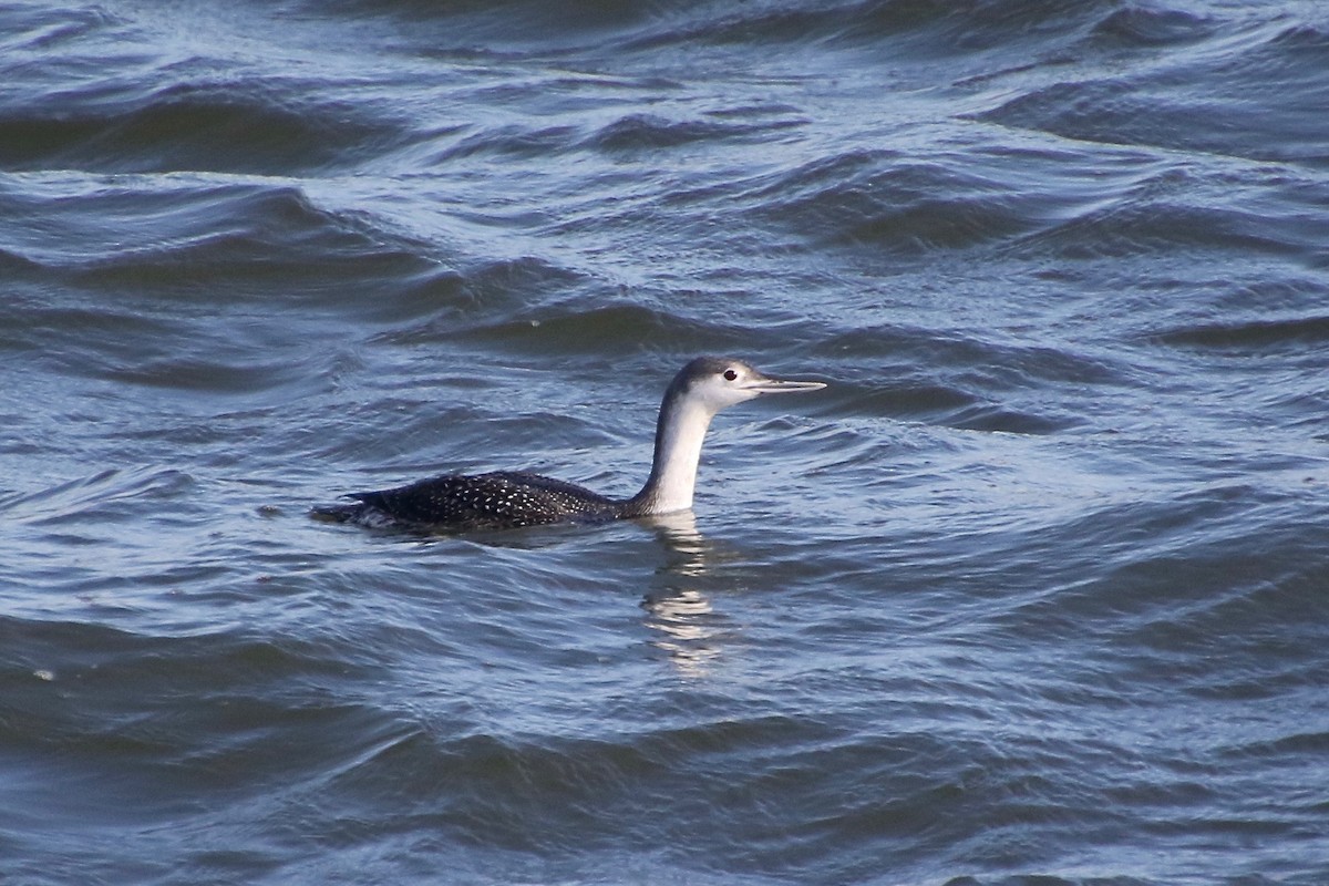 Red-throated Loon - ML301056431