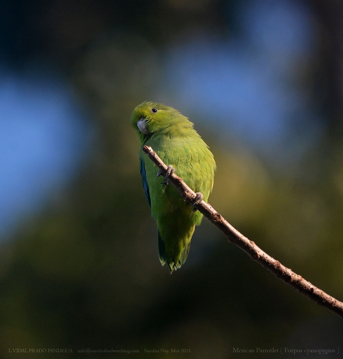 Mexican Parrotlet - L.Vidal Prado Paniagua