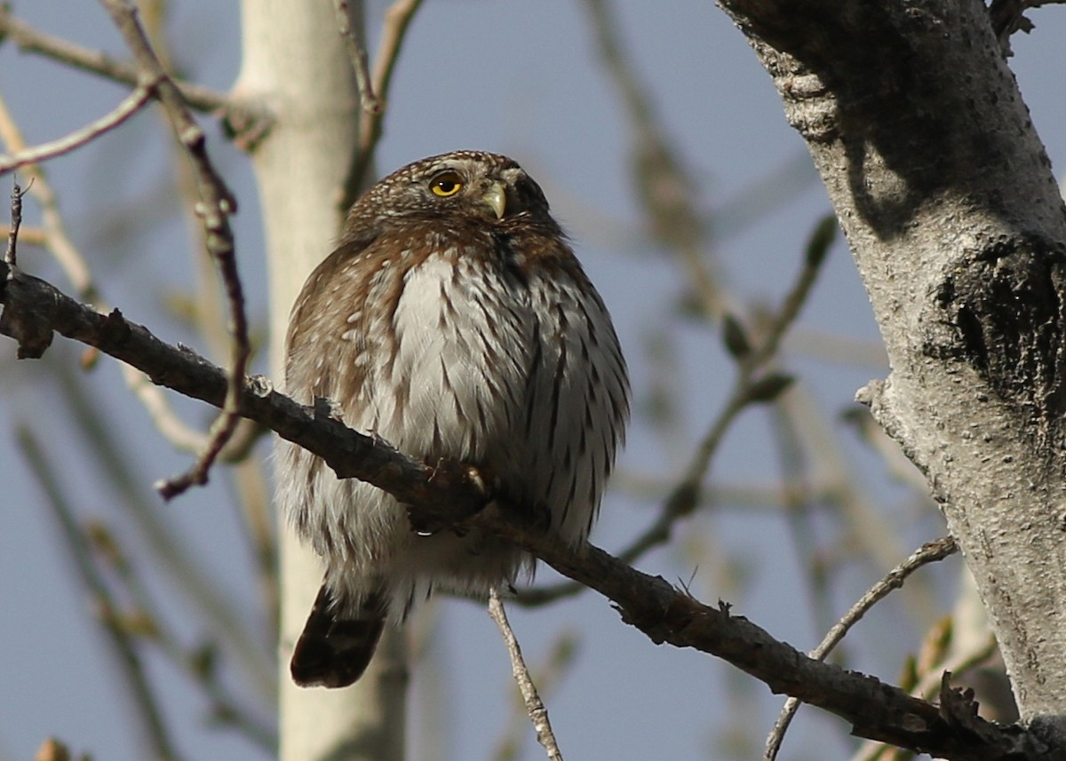 Northern Pygmy-Owl - Zane Pickus