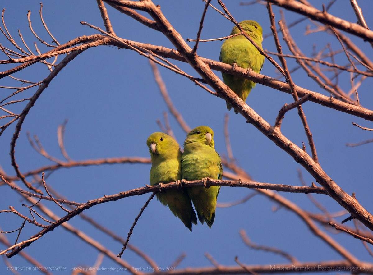 Mexican Parrotlet - ML301060321