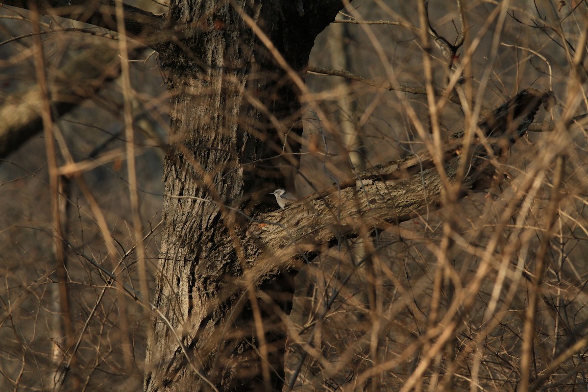 White-breasted Nuthatch - ML301060451