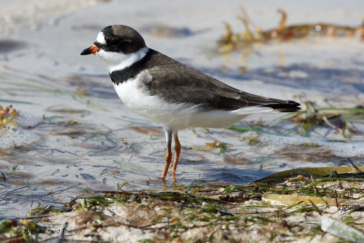 Semipalmated Plover - ML301061371