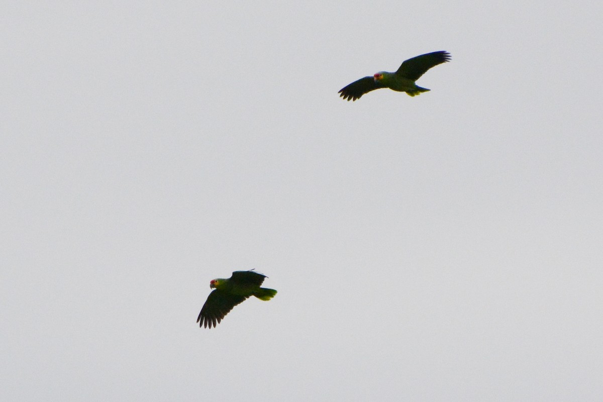 Red-lored Amazon (Red-lored) - ML301062121