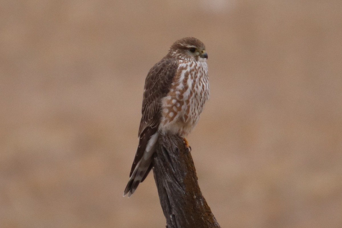 灰背隼(richardsonii) - ML301064671