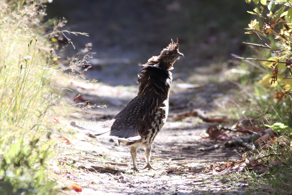 Ruffed Grouse - ML301065071