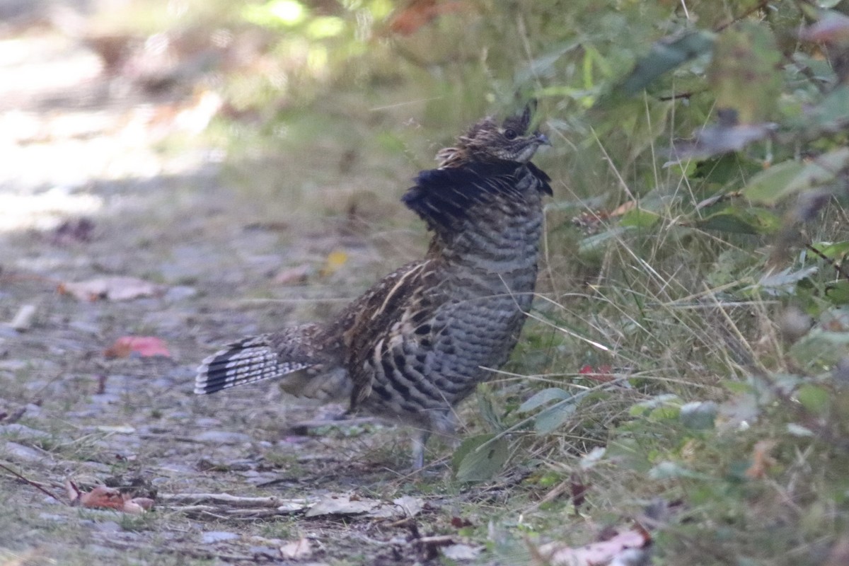 Ruffed Grouse - ML301065081
