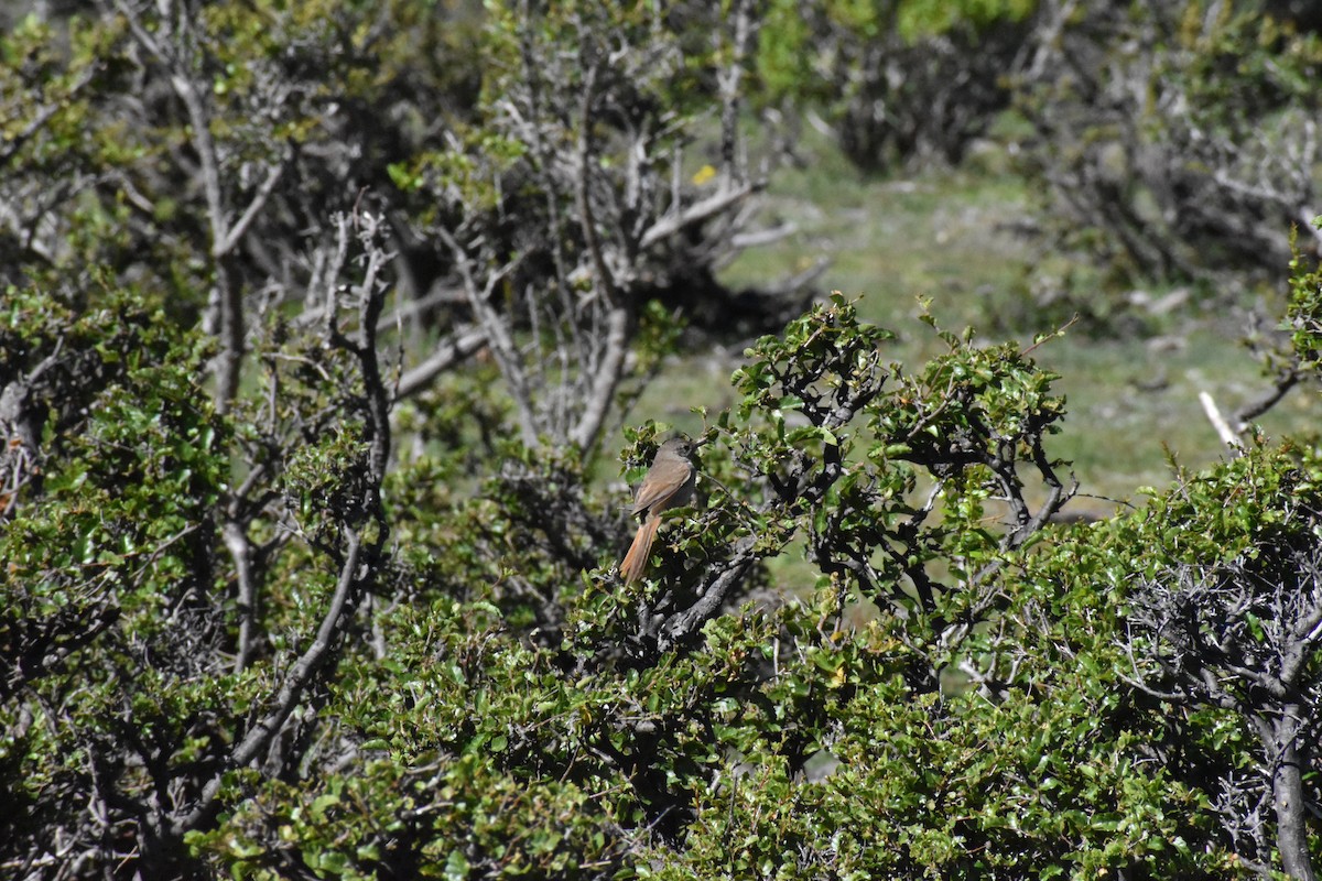 Sharp-billed Canastero - ML301065251