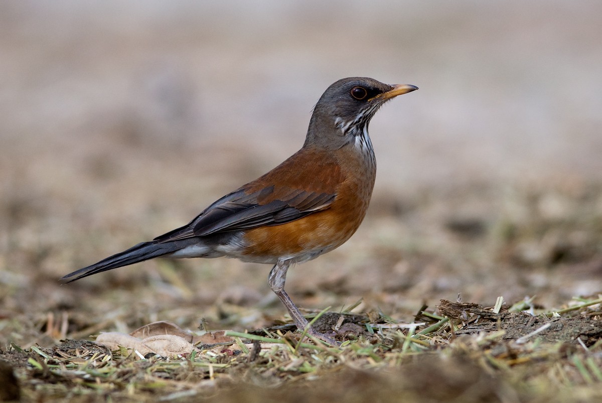 Rufous-backed Robin - ML30106661