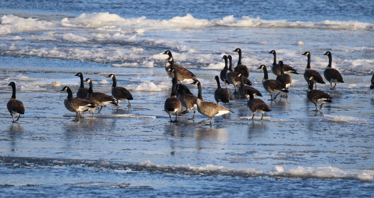 Canada Goose - ML301069731