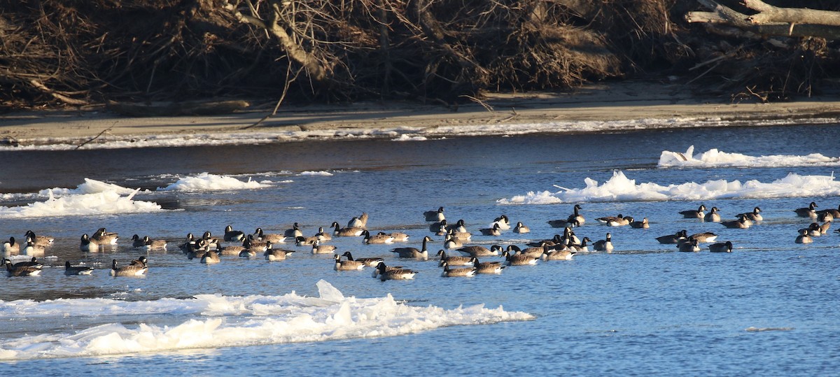 Canada Goose - ML301069741