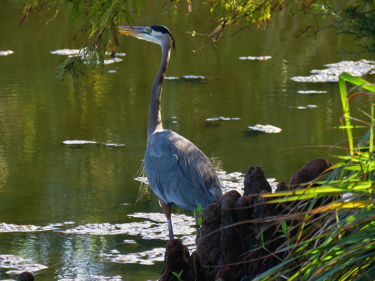 Great Blue Heron - ML301070581