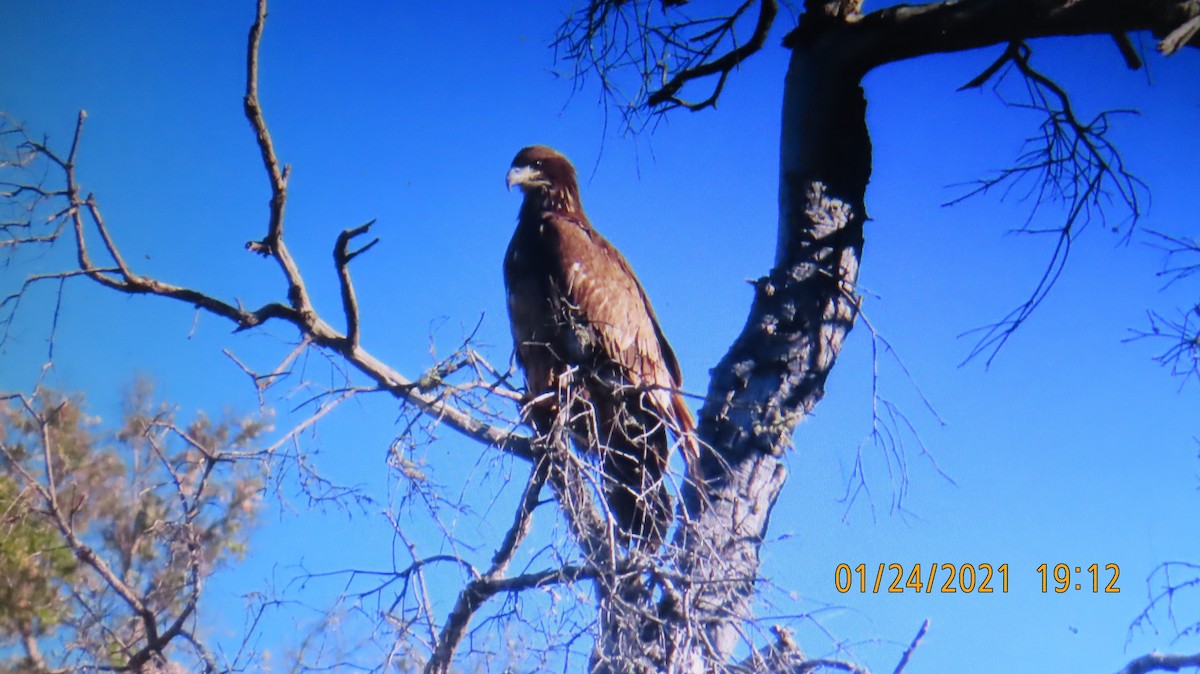 Golden Eagle - ML301071621
