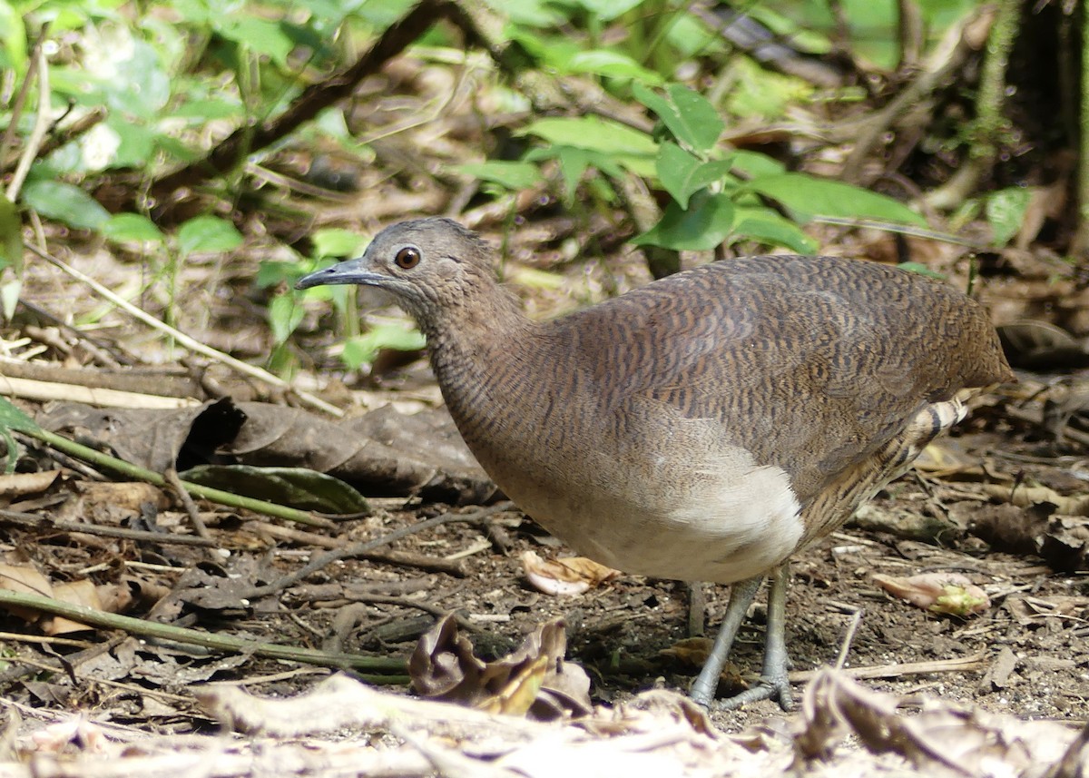 Undulated Tinamou - Graham Floyd