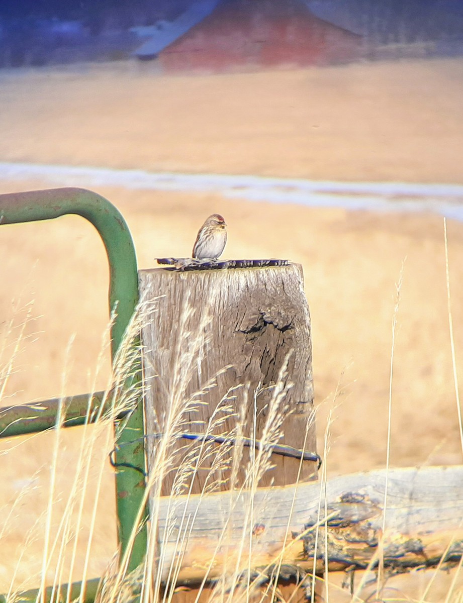 Common Redpoll - ML301075221