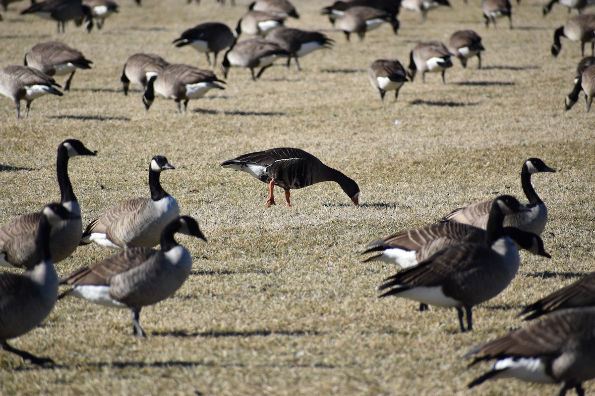 Greater White-fronted Goose - ML301075361