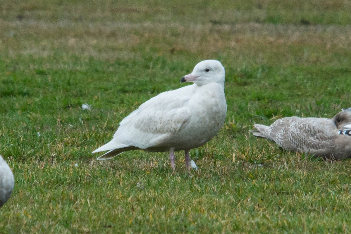 Glaucous Gull - Joshua Little