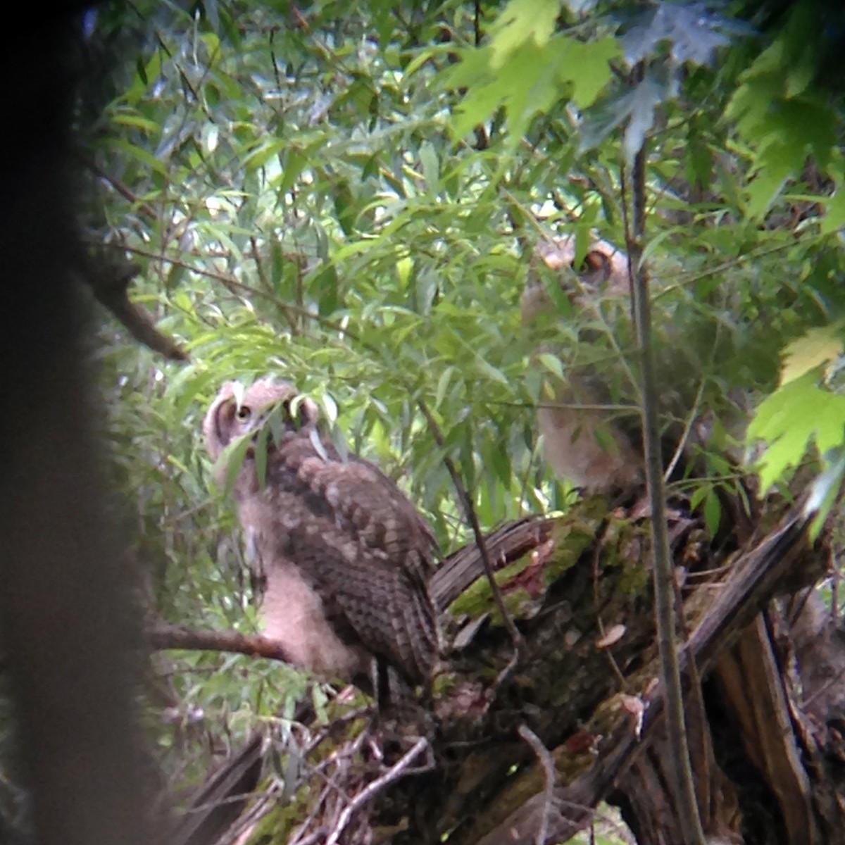 Great Horned Owl - ML30107671