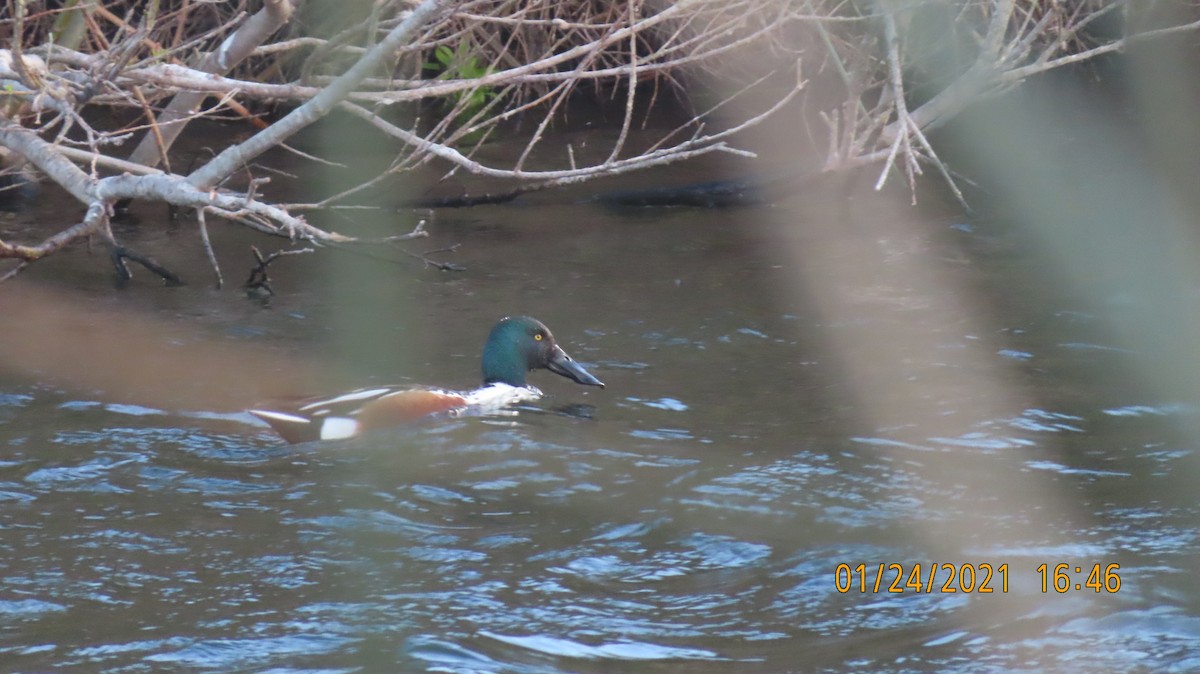 Northern Shoveler - ML301076951