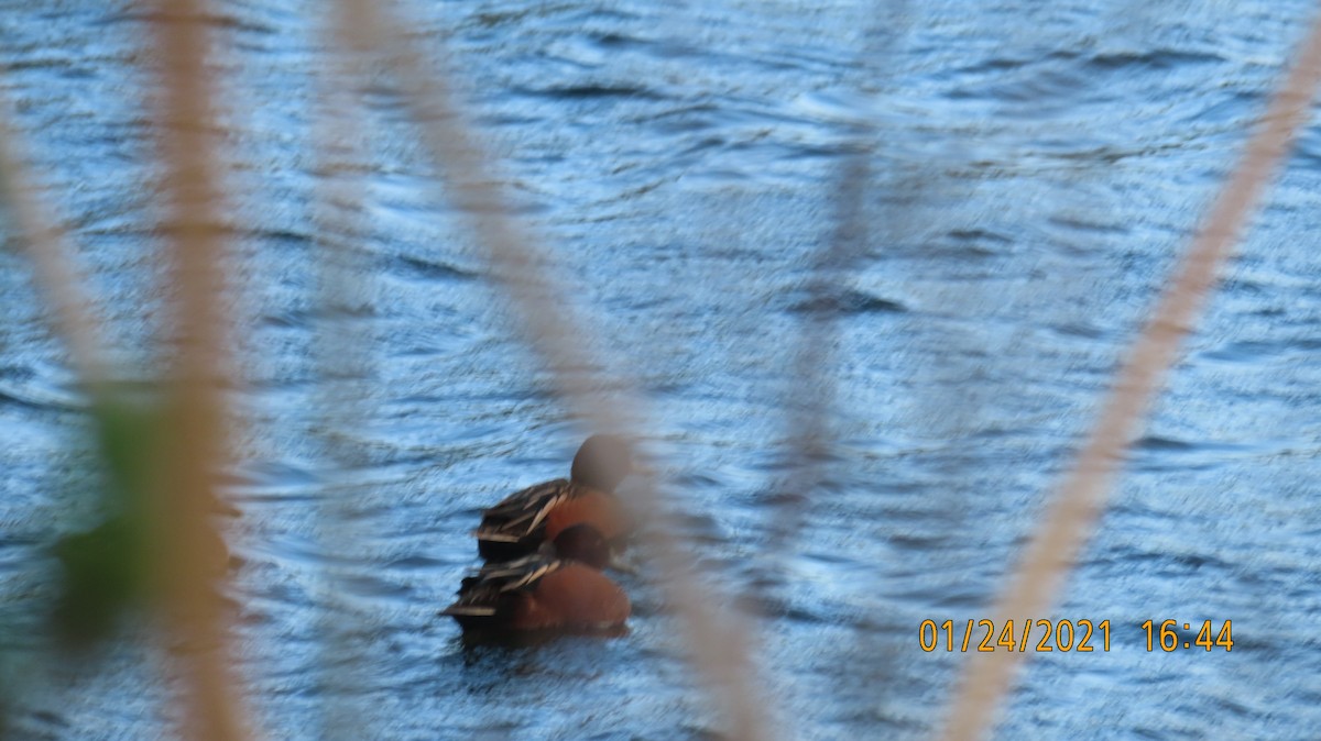 Cinnamon Teal - ML301077081