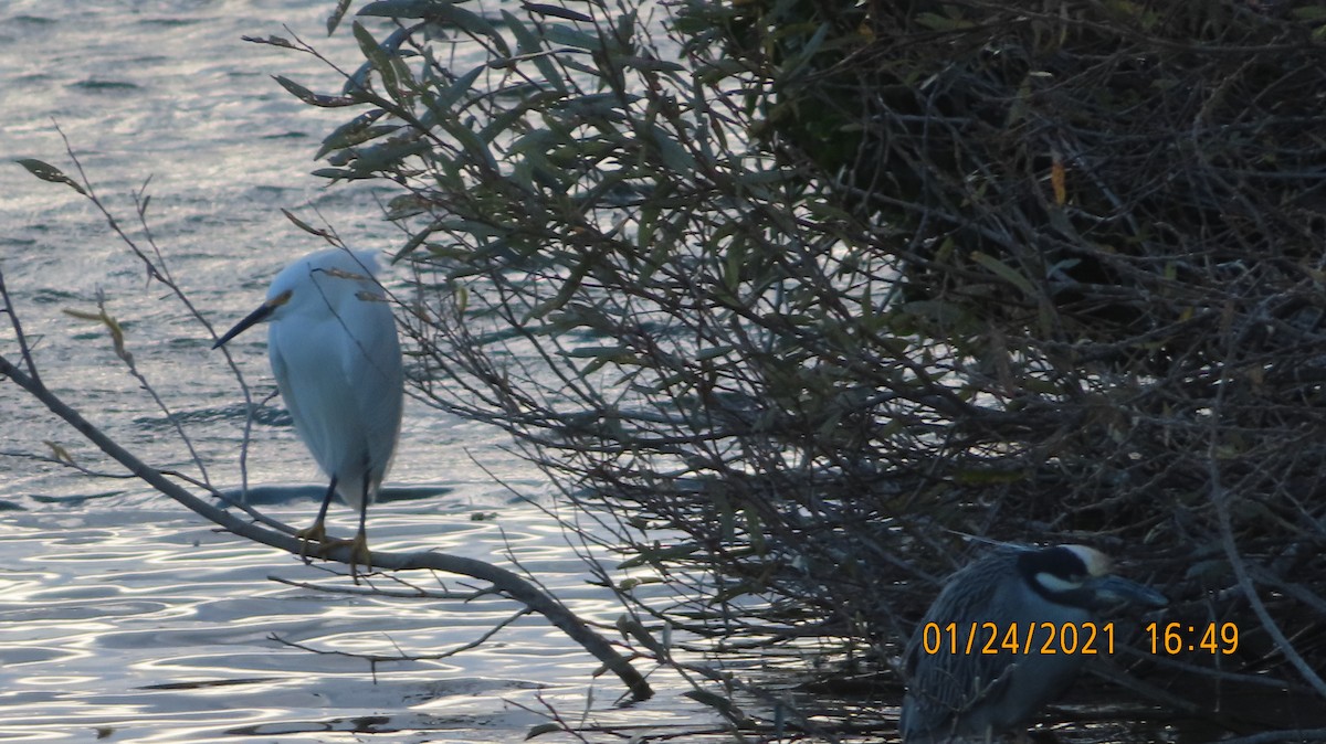 Snowy Egret - ML301078101