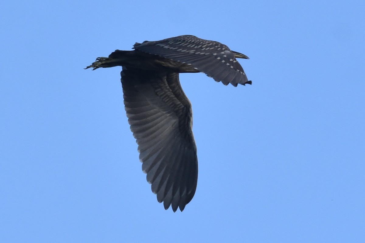 Black-crowned Night Heron - ML301079201