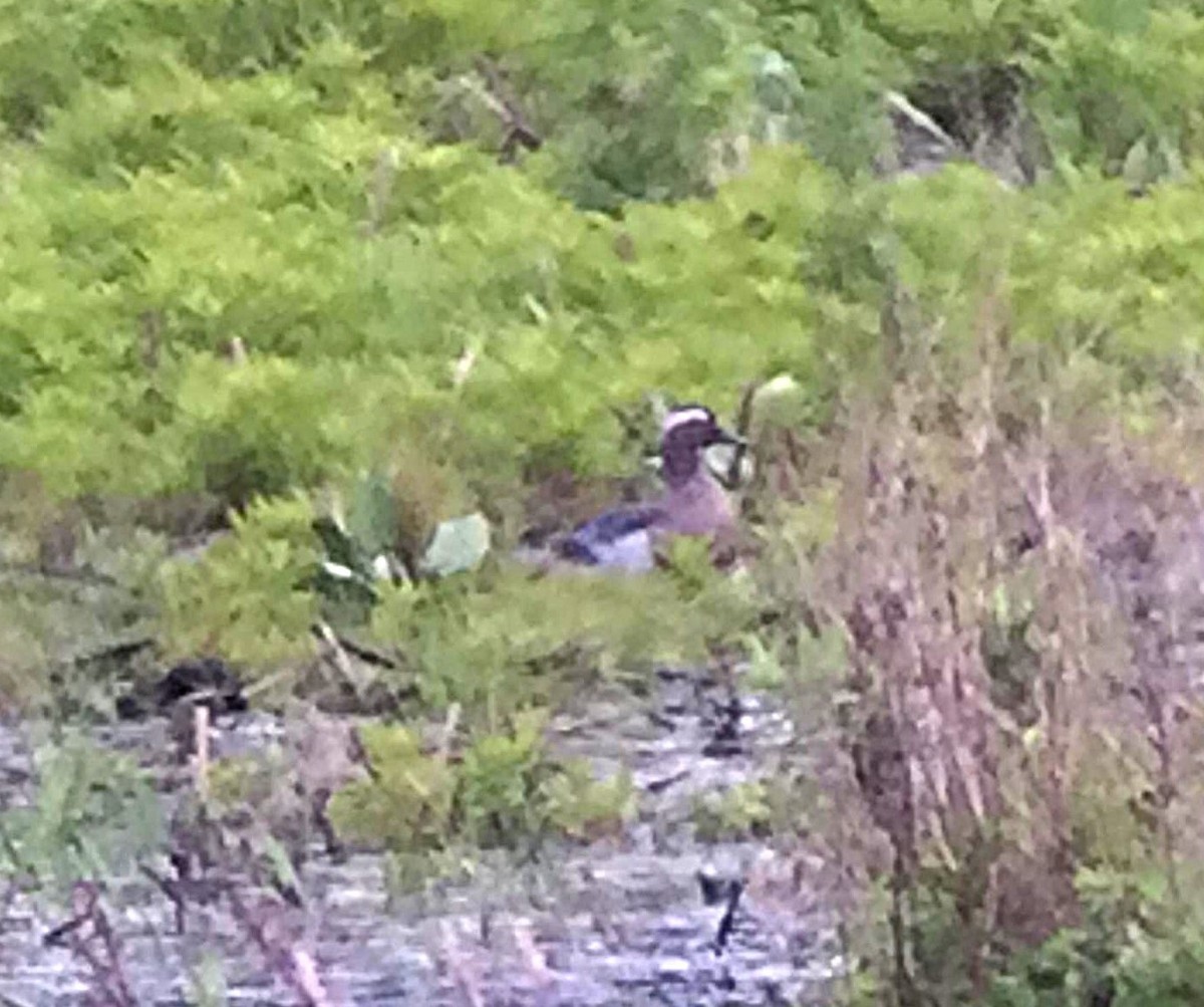 Garganey - Mark Danforth