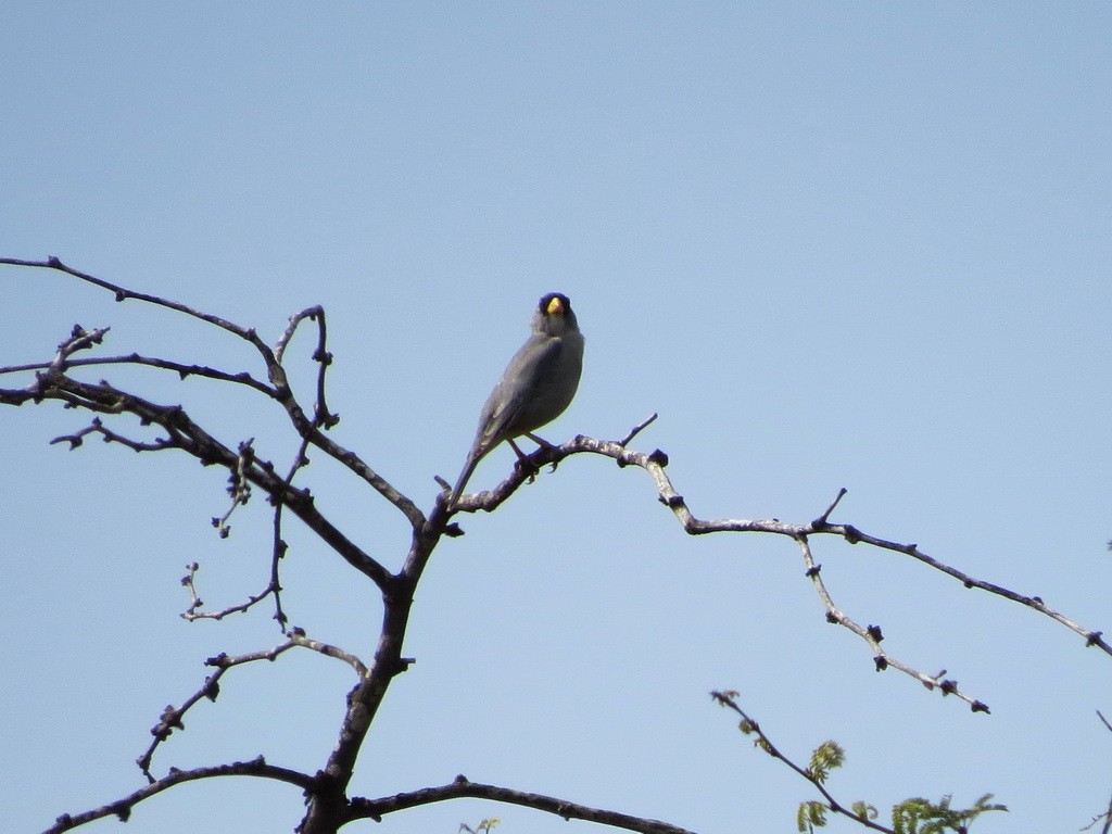 Cinereous Finch - ML30108101