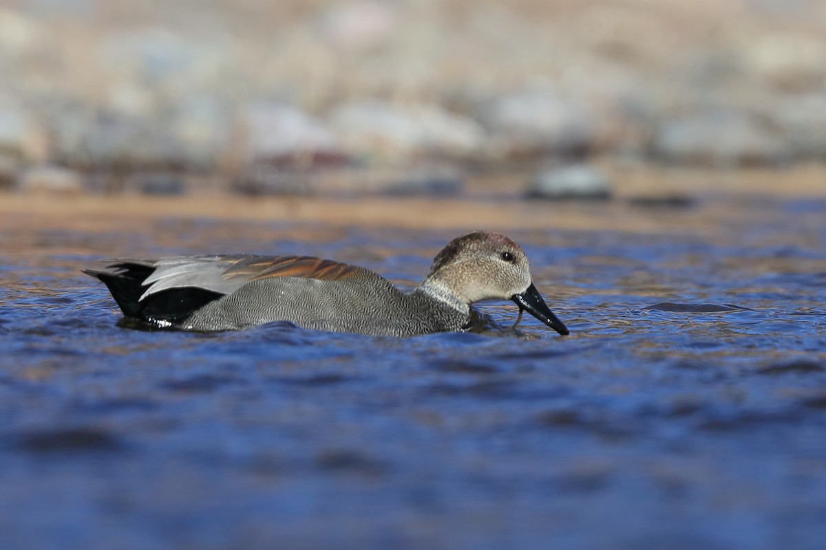 Gadwall - ML301081431