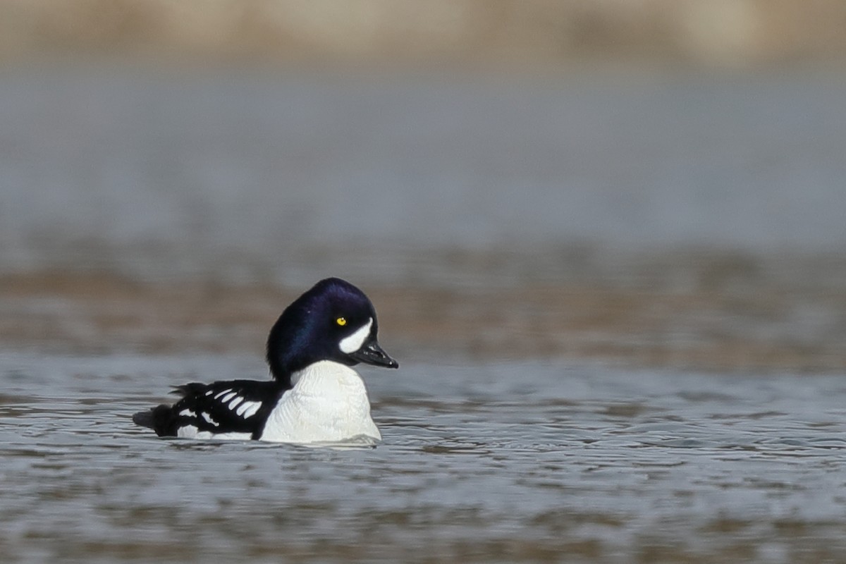 Barrow's Goldeneye - ML301082071