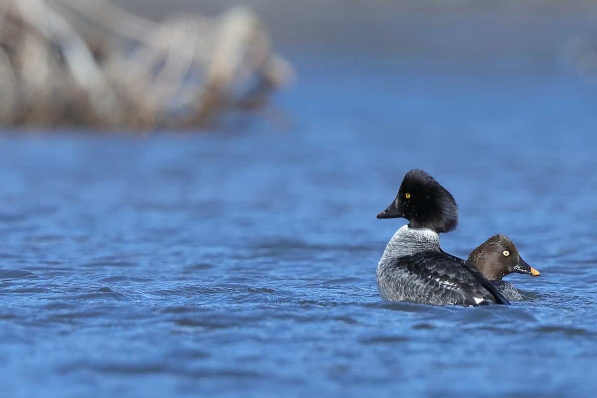 Barrow's Goldeneye - Doug Wedman