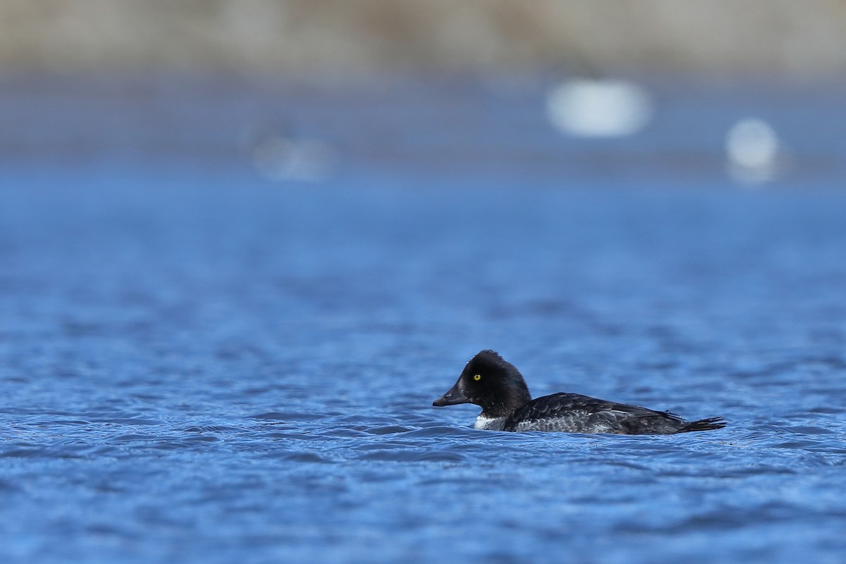 Barrow's Goldeneye - ML301082321