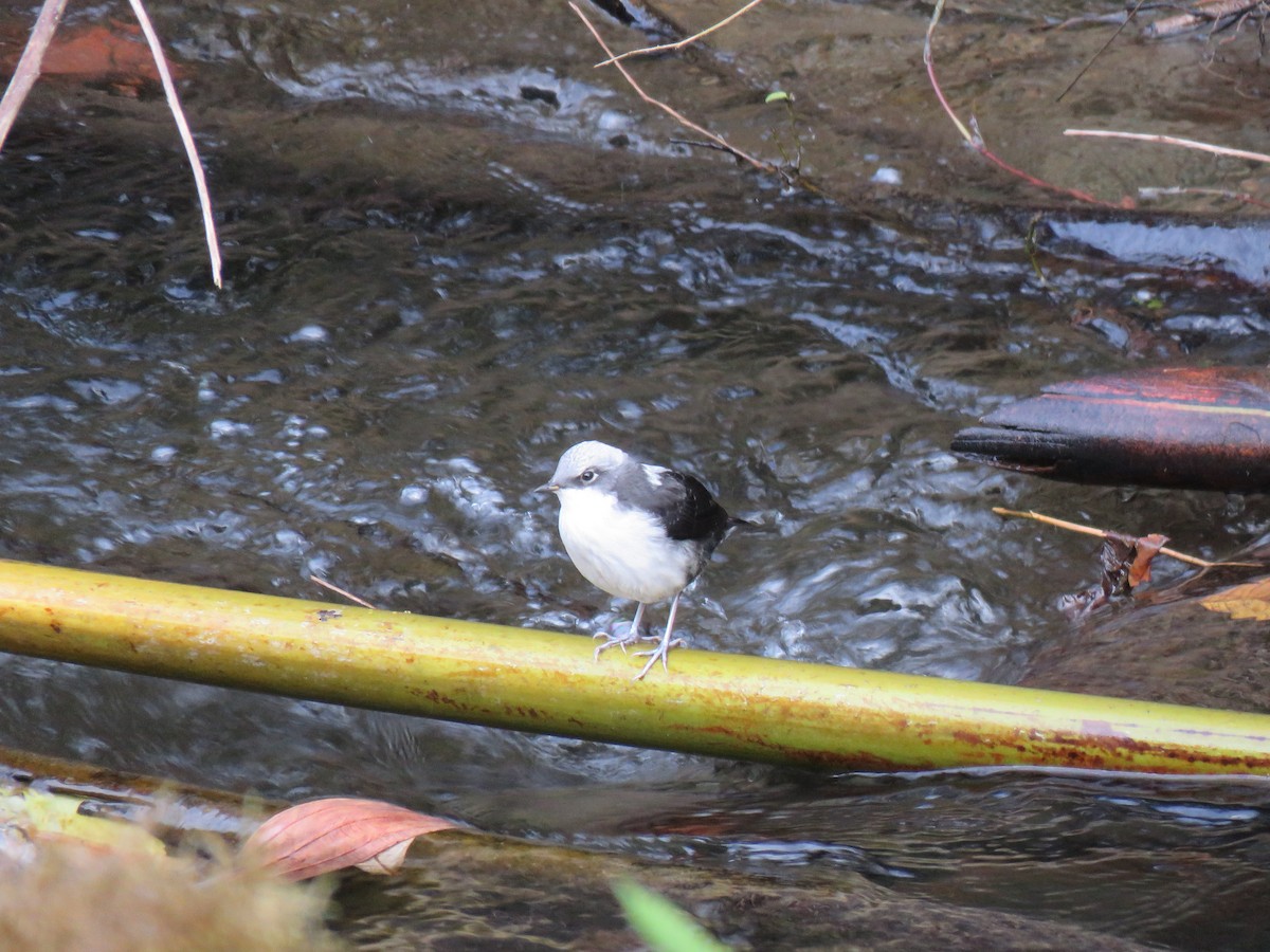 White-capped Dipper - ML301082341
