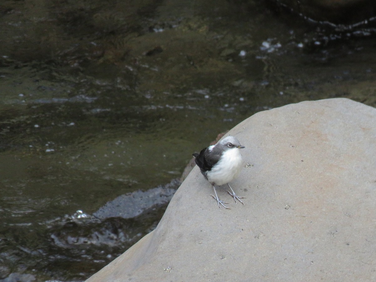 White-capped Dipper - ML301082381