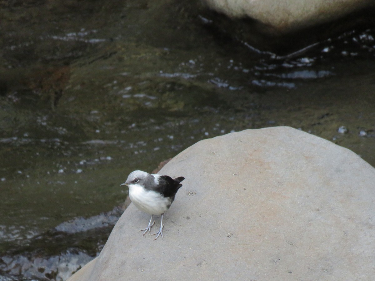 White-capped Dipper - ML301082461