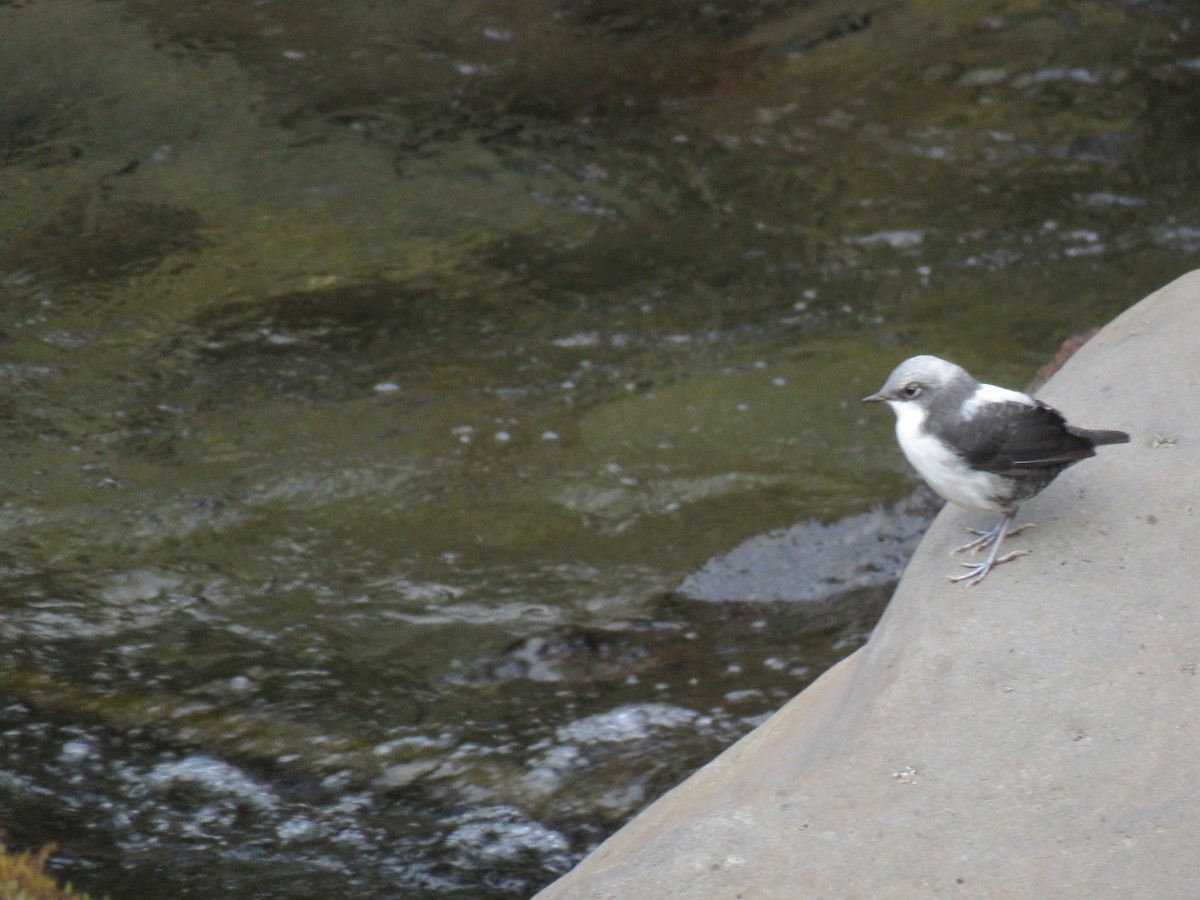 White-capped Dipper - ML301082521