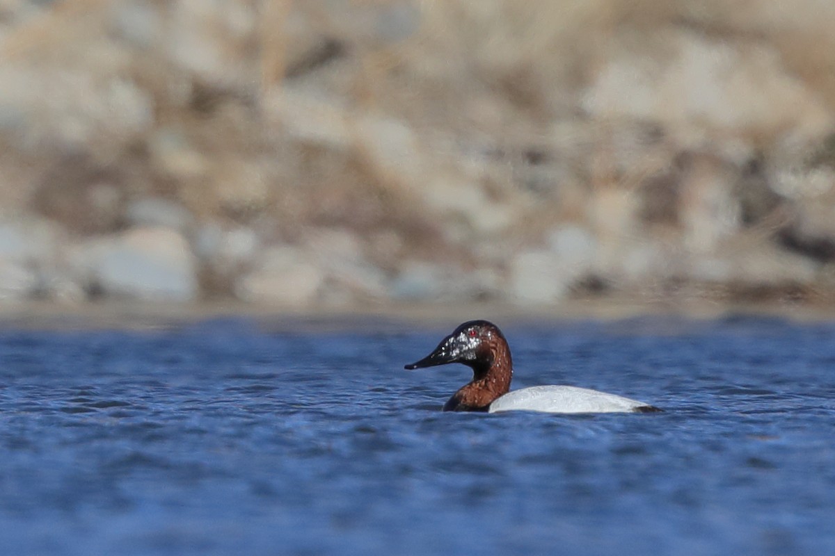 Canvasback - ML301082691