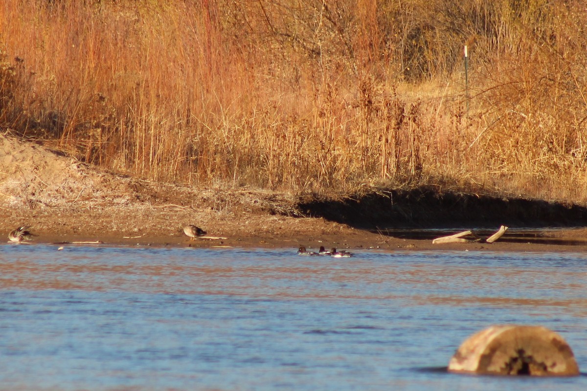 Common Goldeneye - ML301082881