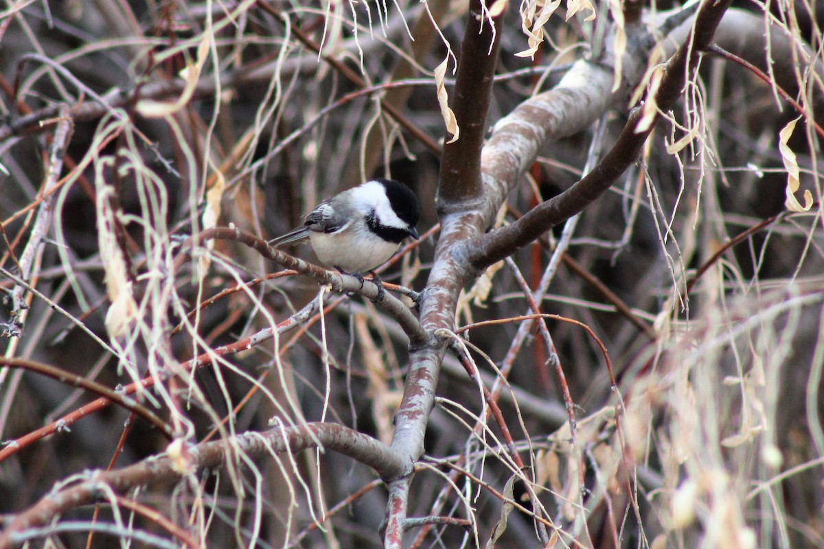 Black-capped Chickadee - ML301083581