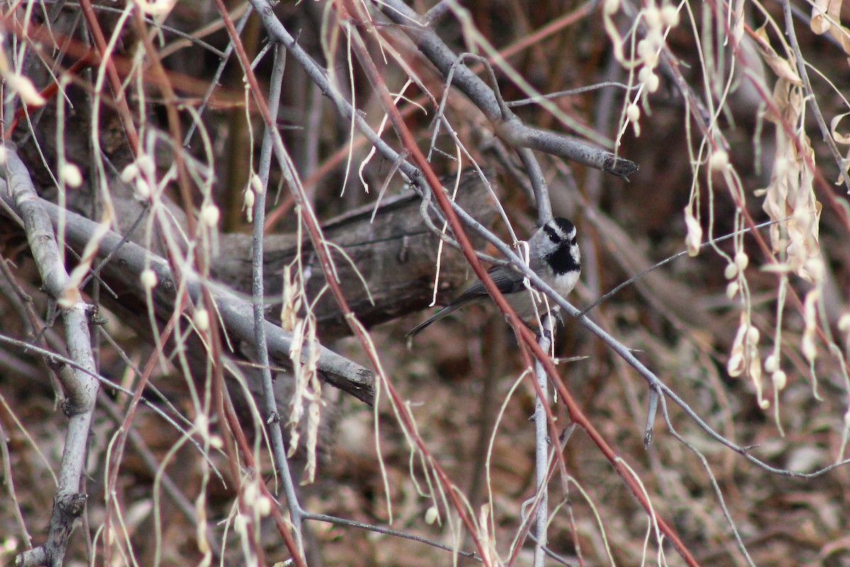 Mountain Chickadee - David Lerwill