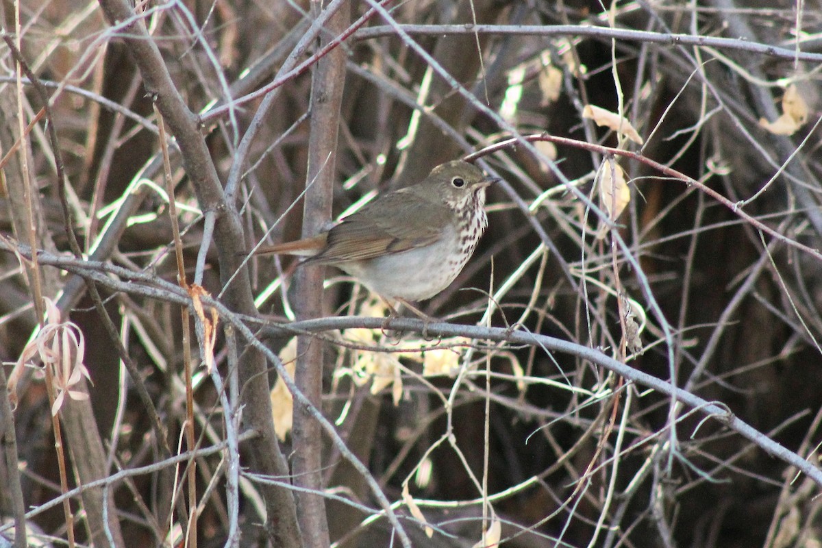 Hermit Thrush - ML301084541