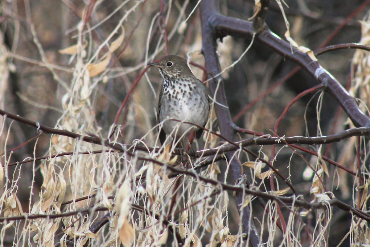 Hermit Thrush - ML301084571