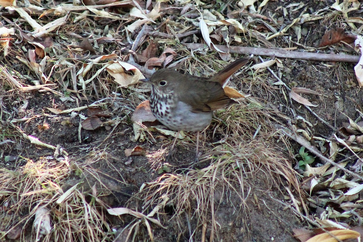 Hermit Thrush - ML301084581