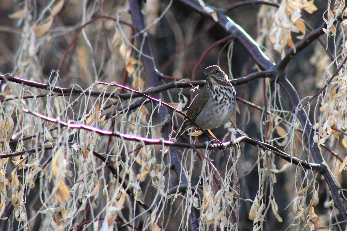 Hermit Thrush - ML301084591