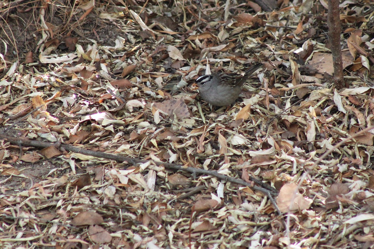 White-crowned Sparrow - ML301084691