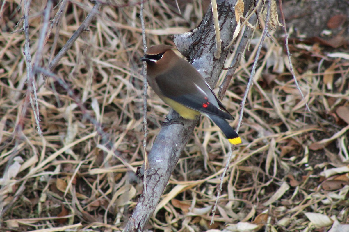 Cedar Waxwing - ML301084901