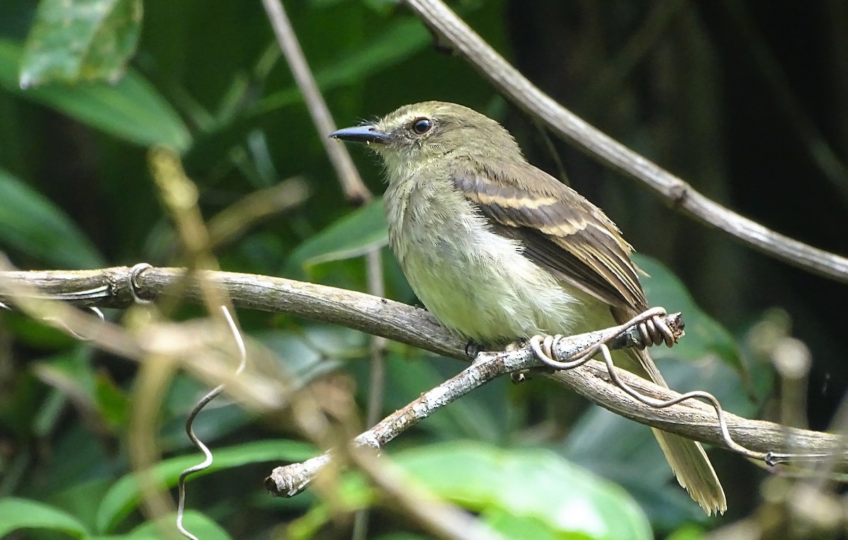 Fuscous Flycatcher - ML301086581